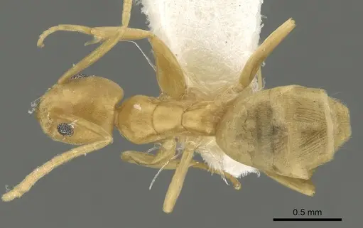 Tapinoma luteum specimen CASENT0280676 image casent0280676_1