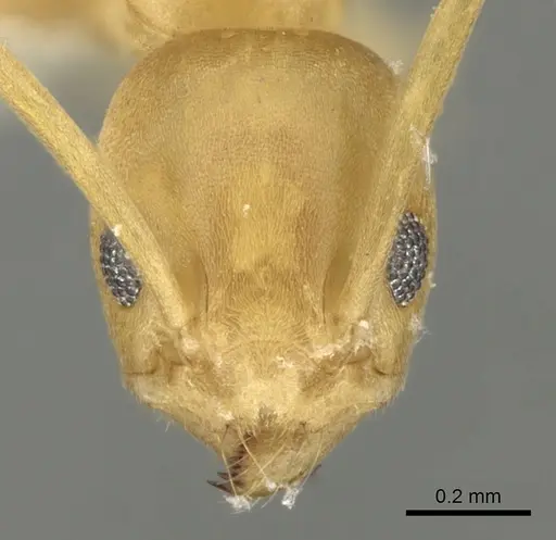 Tapinoma luteum specimen CASENT0280676 image casent0280676_2