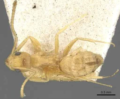 Tapinoma luteum specimen CASENT0903072 image casent0903072_1