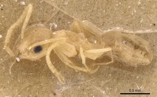 Tapinoma luteum specimen CASENT0905073 image casent0905073_3