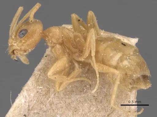 Tapinoma luteum specimen CASENT0905074 image casent0905074_3
