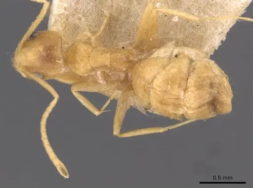 Tapinoma luteum specimen CASENT0907584 image casent0907584_1