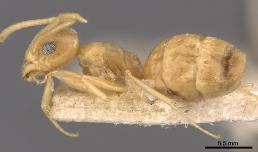 Tapinoma luteum specimen CASENT0907584 image casent0907584_3
