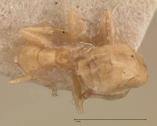 Tapinoma luteum specimen FOCOL0776 image focol0776_1