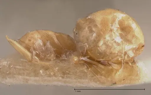 Tapinoma luteum specimen FOCOL0776 image focol0776_2