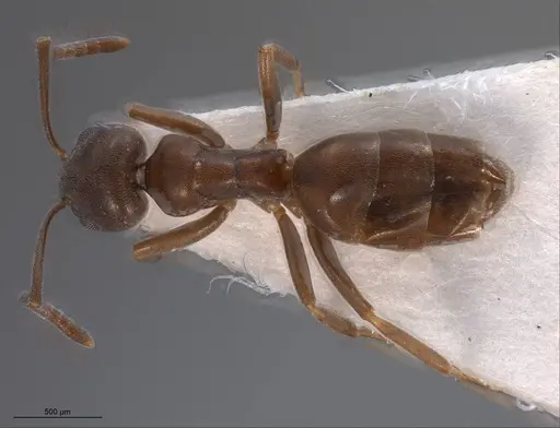 Tapinoma madeirense specimen ANTWEB1008464 image antweb1008464_1