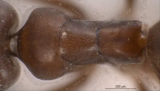 Tapinoma madeirense specimen ANTWEB1008464 image antweb1008464_2