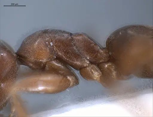 Tapinoma madeirense specimen ANTWEB1008464 image antweb1008464_6