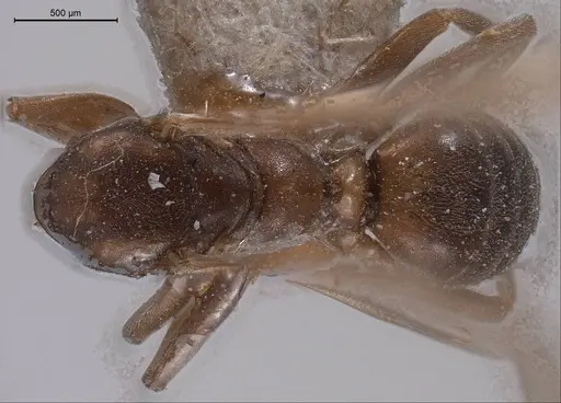 Tapinoma madeirense specimen ANTWEB1008467 image antweb1008467_1