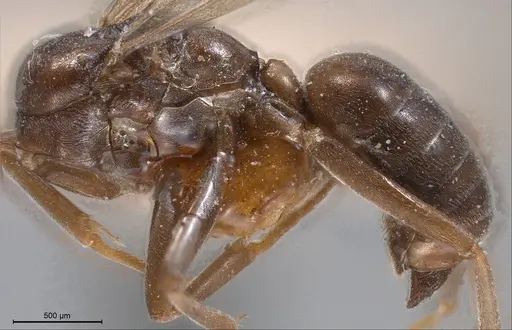 Tapinoma madeirense specimen ANTWEB1008467 image antweb1008467_3