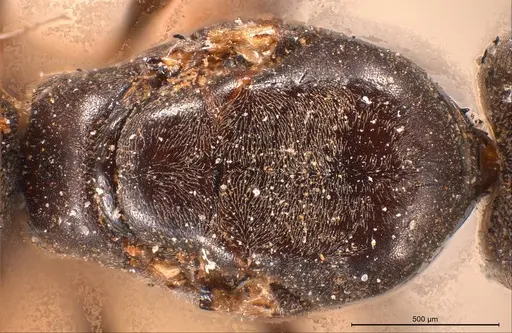 Tapinoma madeirense specimen ANTWEB1008475 image antweb1008475_2