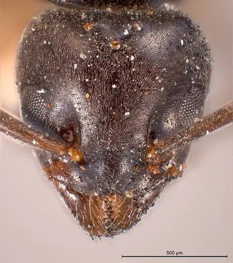 Tapinoma madeirense specimen ANTWEB1008475 image antweb1008475_3