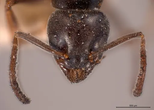 Tapinoma madeirense specimen ANTWEB1008475 image antweb1008475_4