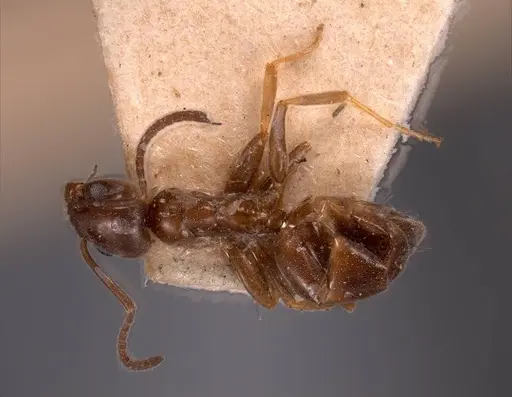 Tapinoma madeirense specimen ANTWEB1008476 image antweb1008476_1