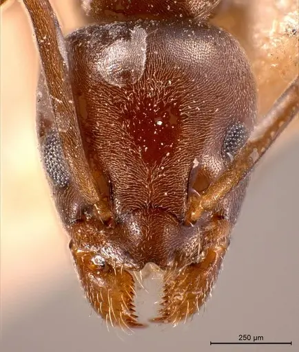 Tapinoma madeirense specimen ANTWEB1008476 image antweb1008476_3