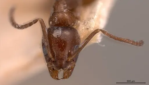 Tapinoma madeirense specimen ANTWEB1008476 image antweb1008476_4