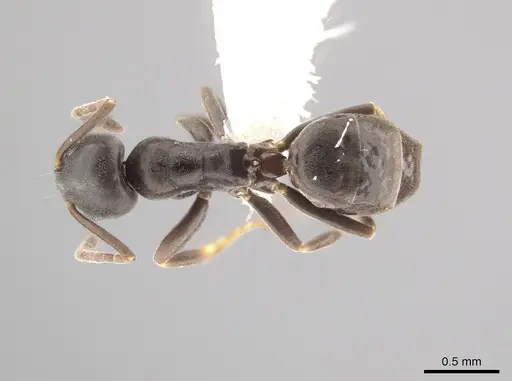 Tapinoma madeirense specimen CASENT0653558 image casent0653558_1