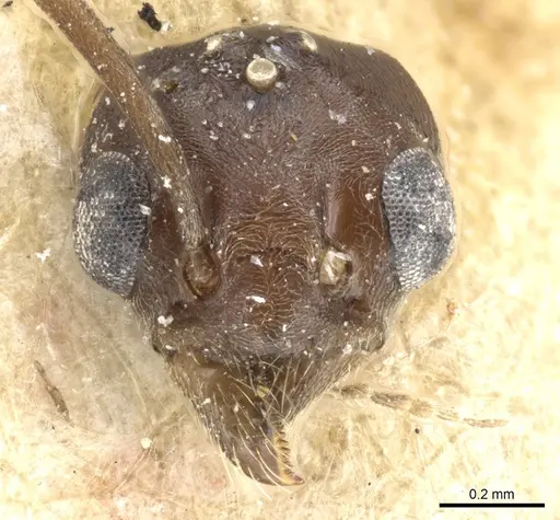 Tapinoma madeirense specimen CASENT0904024 image casent0904024_2