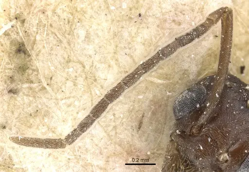 Tapinoma madeirense specimen CASENT0904024 image casent0904024_3
