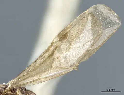 Tapinoma madeirense specimen CASENT0904024 image casent0904024_5