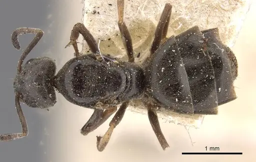 Tapinoma madeirense specimen CASENT0909760 image casent0909760_1