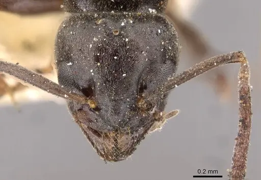 Tapinoma madeirense specimen CASENT0909760 image casent0909760_2