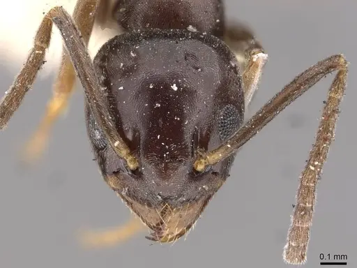 Tapinoma madeirense specimen CASENT0909761 image casent0909761_2