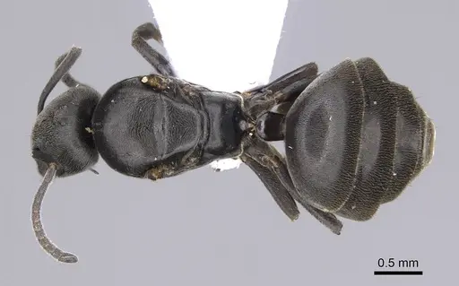 Tapinoma madeirense specimen CASENT0914258 image casent0914258_1
