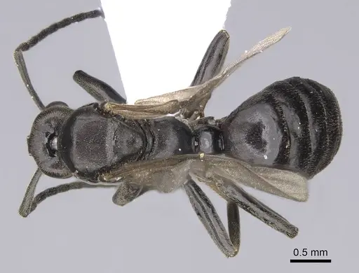 Tapinoma madeirense specimen CASENT0914259 image casent0914259_1