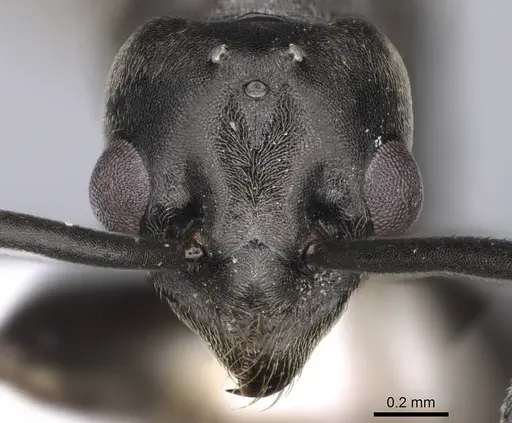 Tapinoma madeirense specimen CASENT0914259 image casent0914259_2