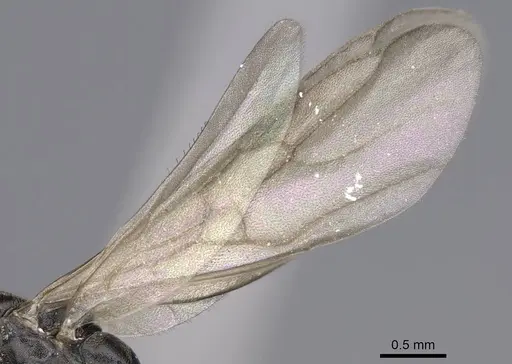 Tapinoma madeirense specimen CASENT0914259 image casent0914259_4