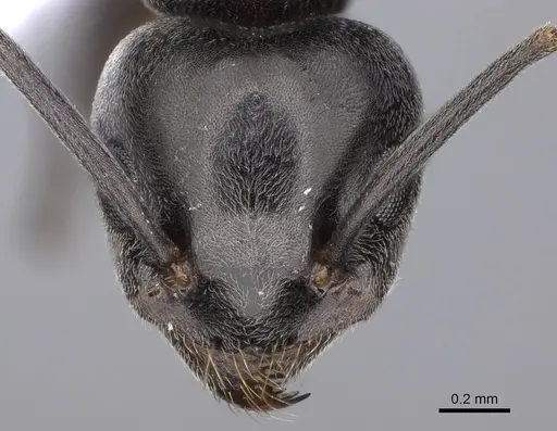 Tapinoma madeirense specimen CASENT0914260 image casent0914260_2