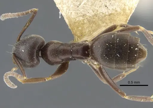 Tapinoma madeirense specimen CASENT0917132 image casent0917132_1