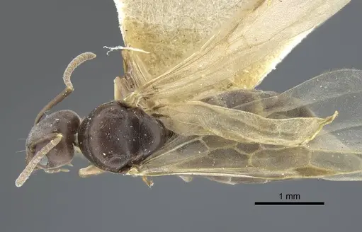 Tapinoma madeirense specimen CASENT0917133 image casent0917133_1