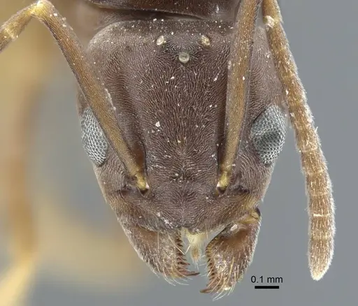 Tapinoma madeirense specimen CASENT0917133 image casent0917133_2