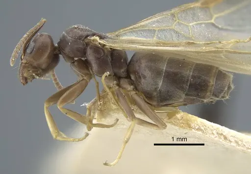 Tapinoma madeirense specimen CASENT0917133 image casent0917133_4