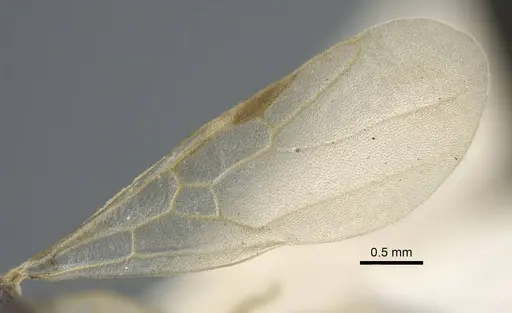 Tapinoma madeirense specimen CASENT0917133 image casent0917133_5