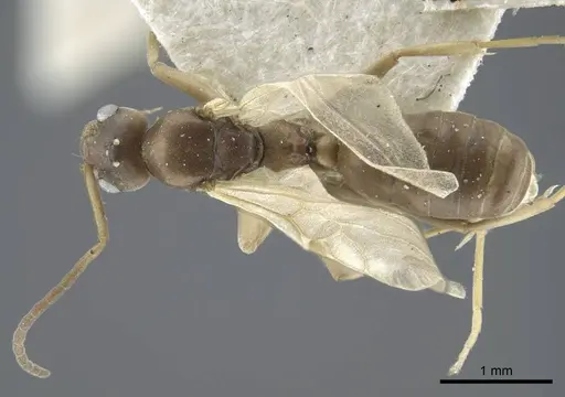 Tapinoma madeirense specimen CASENT0917134 image casent0917134_1