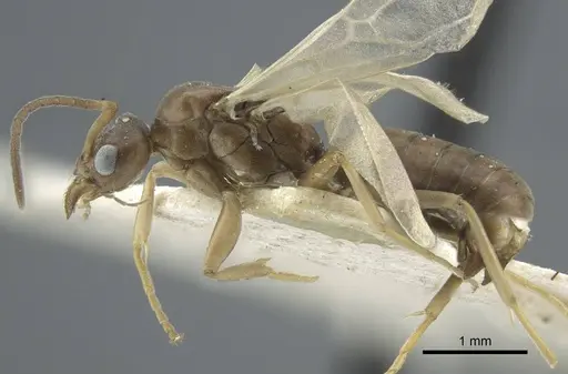 Tapinoma madeirense specimen CASENT0917134 image casent0917134_3