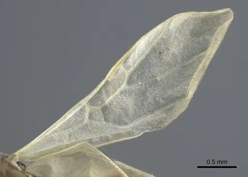 Tapinoma madeirense specimen CASENT0917134 image casent0917134_4