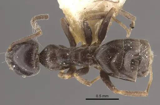 Tapinoma madeirense specimen CASENT0917848 image casent0917848_1