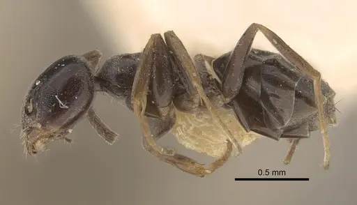 Tapinoma madeirense specimen CASENT0917848 image casent0917848_4