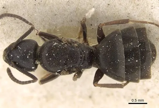 Tapinoma madeirense specimen CASENT0922452 image casent0922452_1