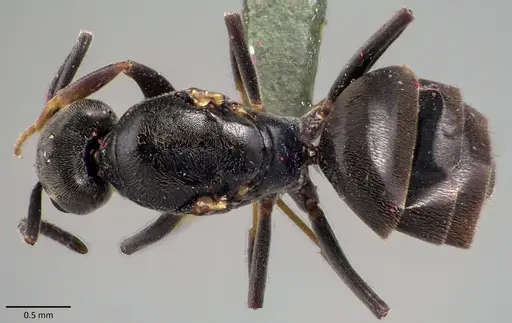 Tapinoma magnum specimen ANTWEB1041867 image antweb1041867_1