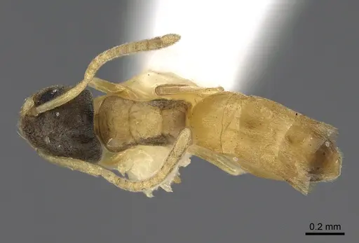 Tapinoma melanocephalum specimen ANTWEB1041887 image antweb1041887_1