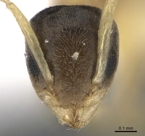 Tapinoma melanocephalum specimen ANTWEB1041887 image antweb1041887_2