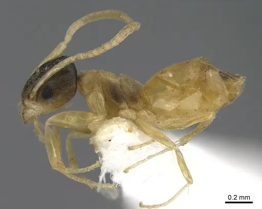 Tapinoma melanocephalum specimen ANTWEB1041887 image antweb1041887_3