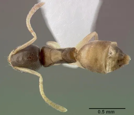 Tapinoma melanocephalum specimen CASENT0005325 image casent0005325_1