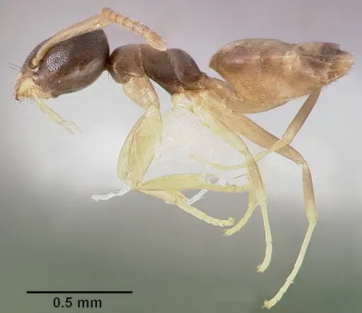 Tapinoma melanocephalum specimen CASENT0005325 image casent0005325_3