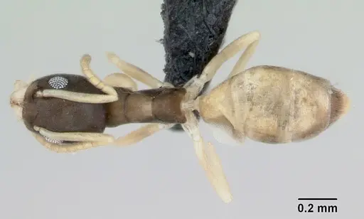 Tapinoma melanocephalum specimen CASENT0008659 image casent0008659_1